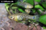 xiphophorus milleri xiphophorus milleri