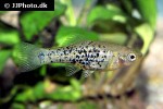 xiphophorus milleri xiphophorus milleri