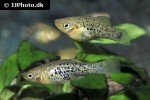 xiphophorus milleri xiphophorus milleri