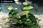 xiphophorus milleri xiphophorus milleri