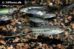 xiphophorus montezumae xiphophorus montezumae