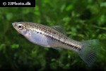 xiphophorus montezumae xiphophorus montezumae