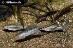 xiphophorus montezumae xiphophorus montezumae