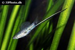 xiphophorus montezumae xiphophorus montezumae