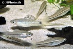 xiphophorus montezumae xiphophorus montezumae