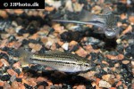 xiphophorus montezumae xiphophorus montezumae