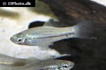 xiphophorus montezumae xiphophorus montezumae