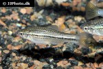 xiphophorus montezumae xiphophorus montezumae