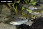 xiphophorus montezumae xiphophorus montezumae