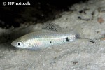 xiphophorus montezumae xiphophorus montezumae