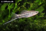 xiphophorus montezumae xiphophorus montezumae