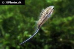 xiphophorus montezumae xiphophorus montezumae