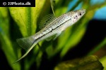 xiphophorus nezahualcoyotl xiphophorus nezahualcoyotl