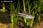 xiphophorus nezahualcoyotl xiphophorus nezahualcoyotl