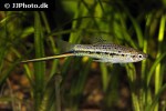 xiphophorus nezahualcoyotl xiphophorus nezahualcoyotl