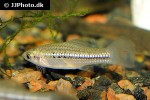 xiphophorus nezahualcoyotl xiphophorus nezahualcoyotl
