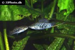 xiphophorus nezahualcoyotl xiphophorus nezahualcoyotl