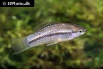 xiphophorus nigrensis xiphophorus nigrensis