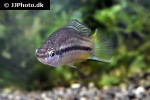 xiphophorus nigrensis xiphophorus nigrensis