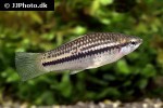 xiphophorus nigrensis xiphophorus nigrensis