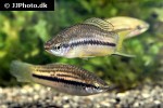 xiphophorus nigrensis xiphophorus nigrensis