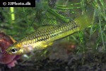 xiphophorus pygmaeus xiphophorus pygmaeus