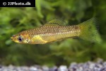 xiphophorus pygmaeus xiphophorus pygmaeus
