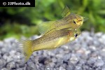 xiphophorus pygmaeus xiphophorus pygmaeus