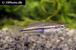 xiphophorus pygmaeus xiphophorus pygmaeus