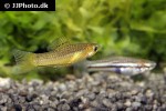 xiphophorus pygmaeus xiphophorus pygmaeus