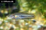 xiphophorus pygmaeus xiphophorus pygmaeus