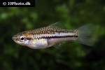 xiphophorus pygmaeus xiphophorus pygmaeus