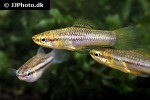 xiphophorus pygmaeus xiphophorus pygmaeus