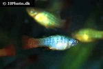 xiphophorus variatus xiphophorus variatus