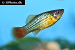 xiphophorus variatus xiphophorus variatus