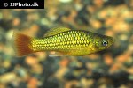 xiphophorus variatus xiphophorus variatus