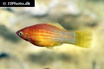 xiphophorus variatus xiphophorus variatus