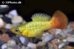 xiphophorus variatus xiphophorus variatus