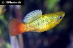 xiphophorus variatus xiphophorus variatus