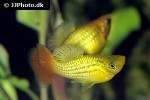 xiphophorus variatus xiphophorus variatus
