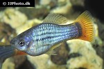 xiphophorus variatus xiphophorus variatus