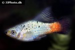 xiphophorus variatus xiphophorus variatus