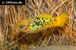 xiphophorus variatus xiphophorus variatus