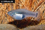 xiphophorus variatus xiphophorus variatus