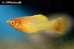 xiphophorus variatus xiphophorus variatus