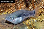 xiphophorus variatus xiphophorus variatus