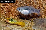 xiphophorus variatus xiphophorus variatus