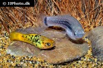 xiphophorus variatus xiphophorus variatus