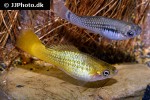 xiphophorus variatus xiphophorus variatus