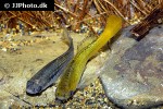 xiphophorus variatus xiphophorus variatus